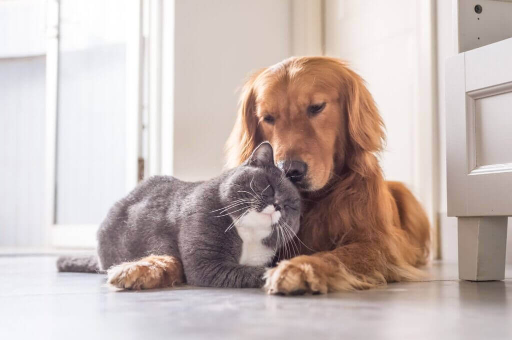 A cat and a dog cuddling