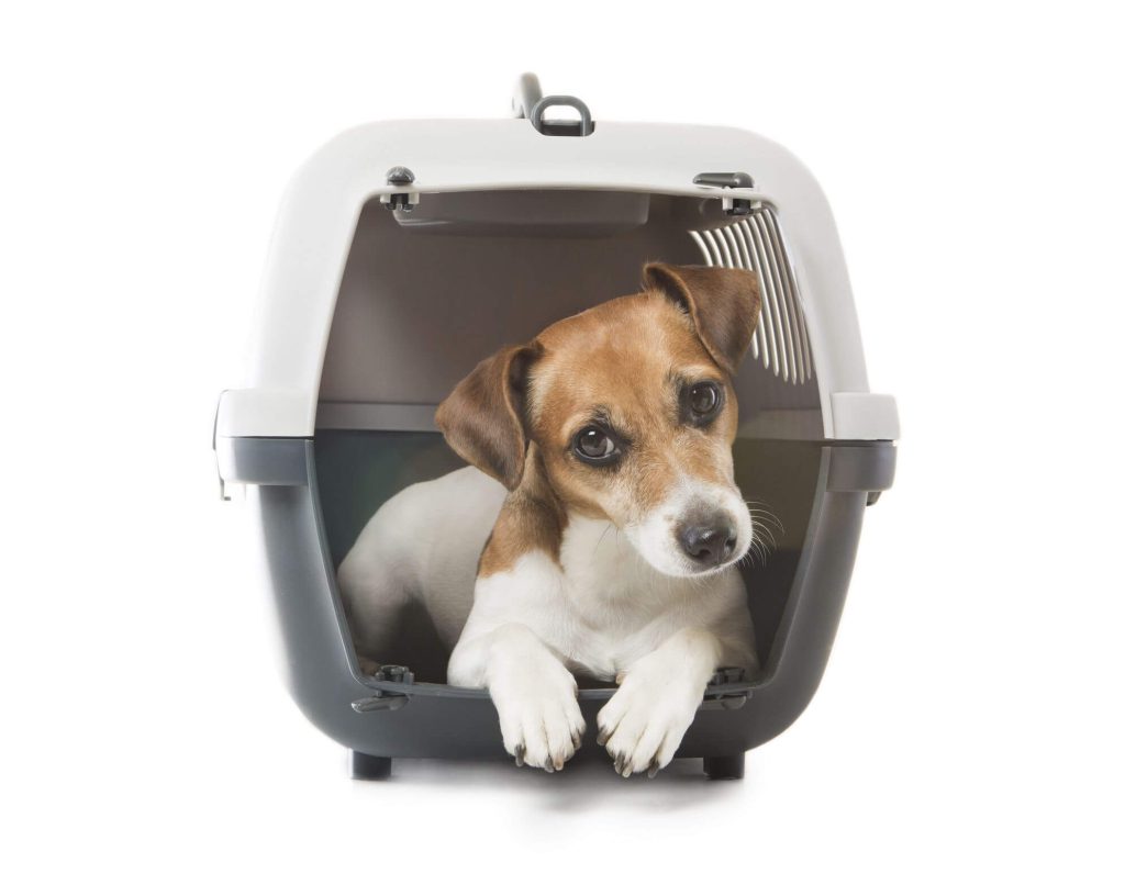 Dog in a travel box
